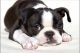 Boston Terrier Puppies for sale in Miami, FL, USA. price: $600