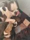 Boston Terrier Puppies for sale in Big Stone City, SD 57216, USA. price: $850