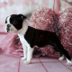 Boston Terrier Puppies for sale in Valley Springs, CA 95252, USA. price: NA