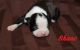 Boston Terrier Puppies for sale in Eastland, TX 76448, USA. price: NA