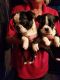 Boston Terrier Puppies for sale in Colorado Springs, CO, USA. price: $900