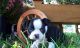 Boston Terrier Puppies for sale in Texarkana, TX, USA. price: NA