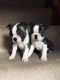 Boston Terrier Puppies for sale in Arizona City, AZ 85123, USA. price: $350