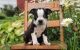 Boston Terrier Puppies for sale in Reston, VA, USA. price: NA