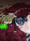 Boston Terrier Puppies for sale in Rockport, TX 78382, USA. price: $350