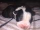 Boston Terrier Puppies for sale in New Britain, CT, USA. price: NA