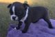 Boston Terrier Puppies for sale in Arkadelphia, AR 71923, USA. price: $700