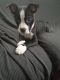 Boston Terrier Puppies for sale in North Charleston, SC, USA. price: NA