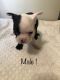Boston Terrier Puppies for sale in Hanford, CA 93230, USA. price: NA