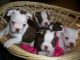 Boston Terrier Puppies for sale in Springfield, OH 45505, USA. price: $595