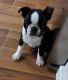 Boston Terrier Puppies for sale in New York, NY, USA. price: NA