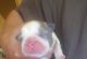 Boston Terrier Puppies for sale in Deer Park, TX, USA. price: $750