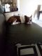 Boston Terrier Puppies for sale in Murfreesboro, TN 37129, USA. price: NA