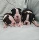 Boston Terrier Puppies for sale in Reno County, KS, USA. price: NA