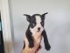 Boston Terrier Puppies for sale in Midland, MI, USA. price: NA