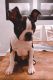 Boston Terrier Puppies for sale in Zebulon, NC 27597, USA. price: NA