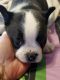 Boston Terrier Puppies for sale in Kent, WA 98031, USA. price: NA