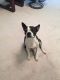 Boston Terrier Puppies for sale in New Port Richey, FL, USA. price: NA