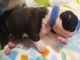 Boston Terrier Puppies for sale in Tumwater, WA, USA. price: NA