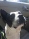 Boston Terrier Puppies for sale in New Port Richey, FL, USA. price: NA