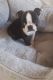 Boston Terrier Puppies for sale in Anchorage, AK, USA. price: $400
