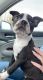 Boston Terrier Puppies for sale in Denver, CO 80216, USA. price: $1,500
