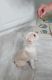Boston Terrier Puppies for sale in Pekin, IL, USA. price: NA