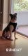 Boston Terrier Puppies for sale in Tampa, FL, USA. price: $900