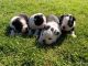 Boston Terrier Puppies for sale in East Rutherford Borough, NJ, USA. price: NA