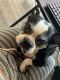 Boston Terrier Puppies for sale in Clearwater, FL, USA. price: NA