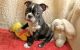 Boston Terrier Puppies for sale in Arionne Dr, Hatboro, PA 19040, USA. price: NA