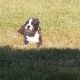 Boston Terrier Puppies for sale in Celina, TX, USA. price: NA