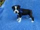 Boston Terrier Puppies for sale in La Habra Heights, CA, USA. price: NA