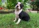 Boston Terrier Puppies for sale in Newsoms, VA, USA. price: NA