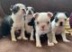 Boston Terrier Puppies for sale in Des Plaines, IL 60018, USA. price: $667