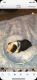 Boston Terrier Puppies for sale in Mountain View, OK 73062, USA. price: $1,500