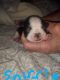 Boston Terrier Puppies for sale in 4867 Chisholm Trail, Weatherford, TX 76087, USA. price: NA