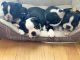 Boston Terrier Puppies for sale in 2643 N Mango Ave, Chicago, IL 60639, USA. price: NA