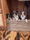 Boston Terrier Puppies for sale in Indianapolis, IN, USA. price: $950