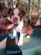 Boston Terrier Puppies for sale in Florahome, FL 32140, USA. price: NA