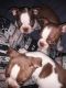 Boston Terrier Puppies for sale in Knob Noster, MO 65336, USA. price: NA