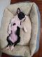 Boston Terrier Puppies for sale in 223 Ellery St, Reading, PA 19611, USA. price: NA