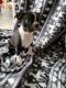 Boston Terrier Puppies for sale in Lewiston, ME, USA. price: $600