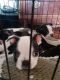 Boston Terrier Puppies for sale in Hanford, CA 93230, USA. price: NA