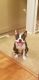 Boston Terrier Puppies for sale in Clinton Twp, MI, USA. price: $500