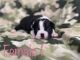 Boston Terrier Puppies for sale in Milton, FL, USA. price: NA