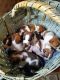 Boston Terrier Puppies for sale in Garland, TX, USA. price: NA