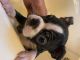 Boston Terrier Puppies for sale in Michigan - Martin, Detroit, MI 48210, USA. price: $700