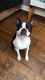 Boston Terrier Puppies for sale in Michigan - Martin, Detroit, MI 48210, USA. price: NA