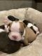 Boston Terrier Puppies for sale in Long Beach, CA, USA. price: NA